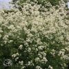 Thalictrum Polygamum Pubescens